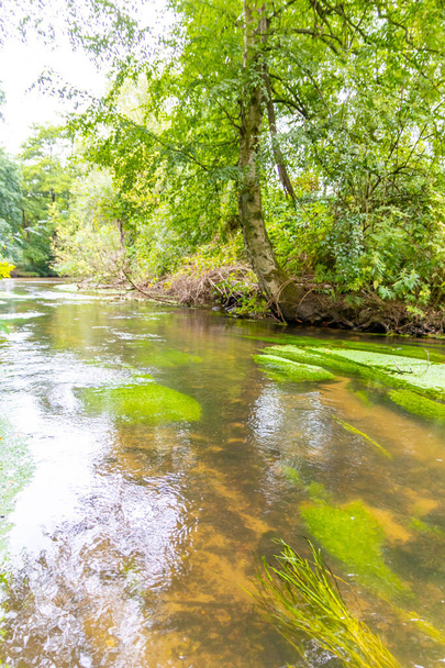 Kalme drijvende kreek met kristalhelder water en idyllisch landschap voor een wandeltocht langs de waterweg om te ontspannen en te genieten van de natuur door een groen bos en een schilderachtige wildernis met frisse lucht - Foto, afbeelding