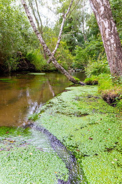 Kalme drijvende kreek met kristalhelder water en idyllisch landschap voor een wandeltocht langs de waterweg om te ontspannen en te genieten van de natuur door een groen bos en een schilderachtige wildernis met frisse lucht - Foto, afbeelding