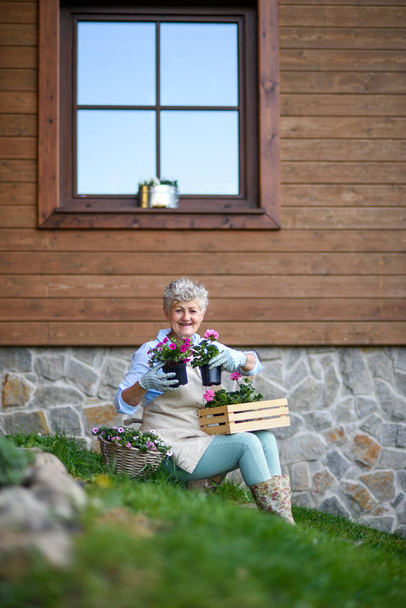 Senior woman in garden in summer, gardening. - Photo, image