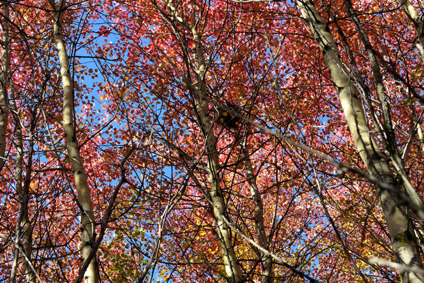 золотой осенний пейзаж в березовом лесу - Фото, изображение
