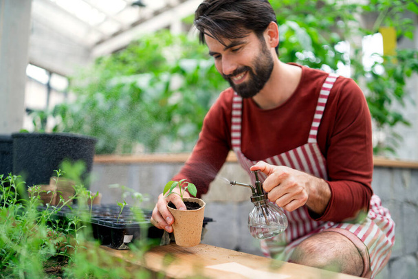 Man gardener working in greenhouse, spraying plants with water. - Zdjęcie, obraz