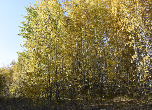 golden autumn in a birch forest - Valokuva, kuva
