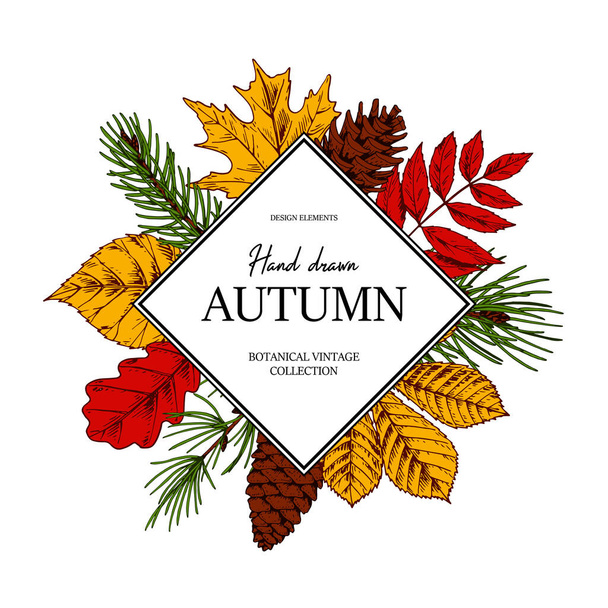 Hand drawn square autumn botanical frame with leaves, cone, fir tree branch. Vector illustration in colored sketch style isolated on white. Realistic forest design elements Space for text - Vector, Image