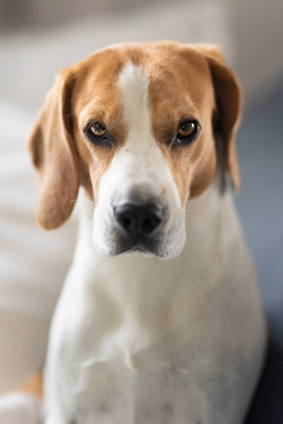 Portrait de chien beagle dans un intérieur lumineux thème canin - Photo, image