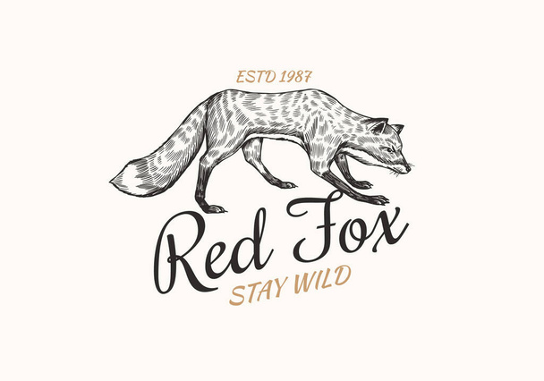 Red fox badge. Forest ginger wild animal label or logo. Vector Engraved hand drawn Vintage old sketch for stamp, t-shirt or typography. - Vector, Image