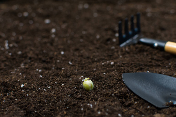 Herramientas de jardinería palas, rastrillos, con una semilla para plantar sobre un fondo negro de la tierra. - Foto, Imagen