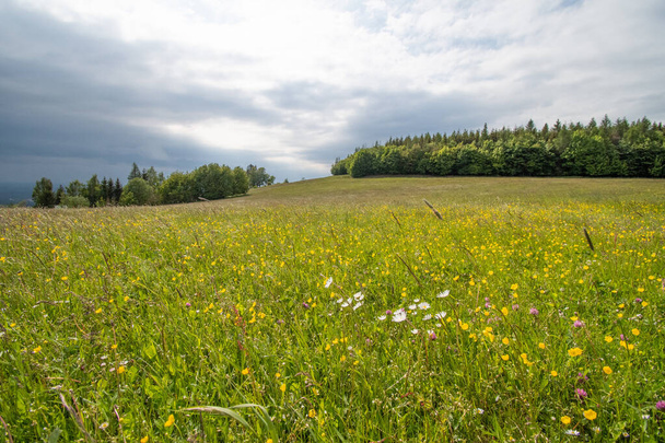 kvetoucí louka s lesem a mraky na obloze - Fotografie, Obrázek