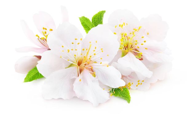 Isolated blooming almond. White almond tree flowers with leaves and buds isolated on white background - Photo, Image