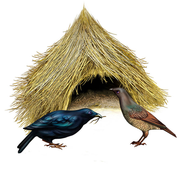 Bowervogels (Ptilonorhynchidae) nabij hun nest, paringsritueel. Realistische tekening voor de encyclopedie van dieren en vogels uit Australië, geïsoleerd beeld op een witte achtergrond - Foto, afbeelding