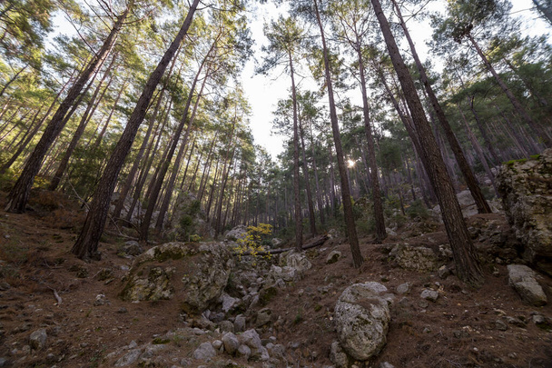 Big trees Forest and  autumn in Turkey - Фото, зображення