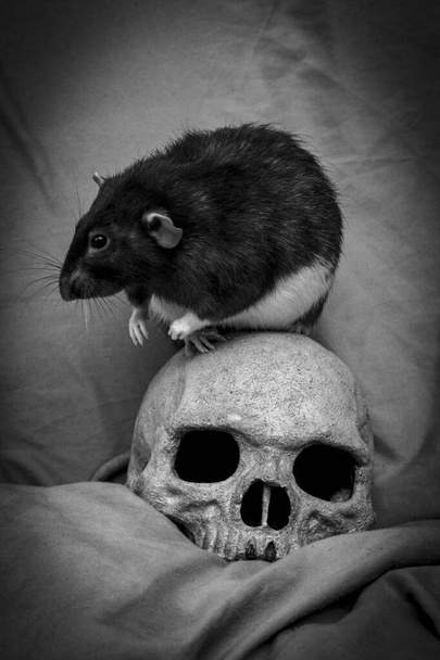 Rata de mascota jugando cerca del viejo cráneo humano decaído como concepto de plaga - Foto, Imagen