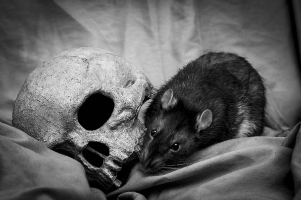 rat animal jouant près de vieux crâne humain pourri comme concept de peste - Photo, image