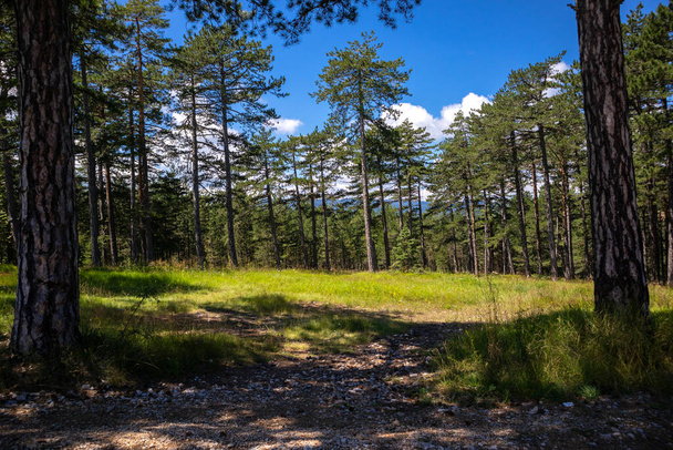 Сосні дерева в вічнозеленому лісі з галявиною і стежкою природного заповідника Златібор, Сербія, Європа в літній день. Чудовий природний фон - Фото, зображення