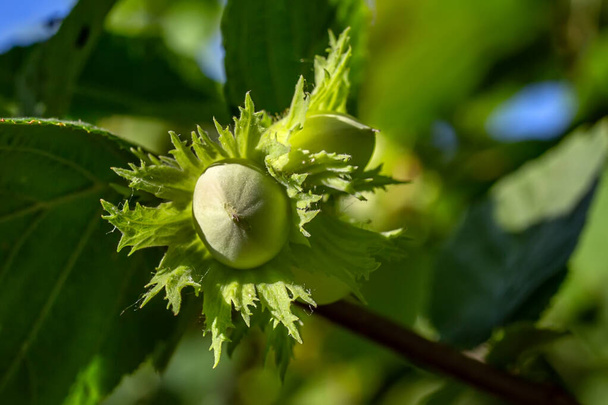 Raw green hazelnut grows on a tree branch with leaves close-up. hazelnut grows on the tree - Photo, Image