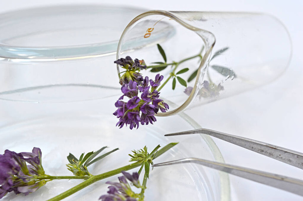 purple alfalfa flowers in laboratory test tube natural background side projection - Photo, Image