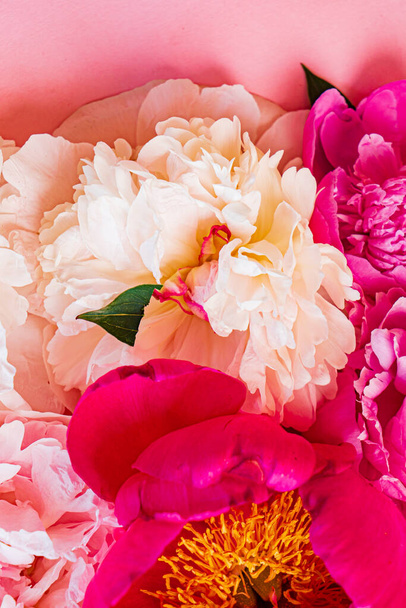 colorful peonies on pink background - Foto, imagen