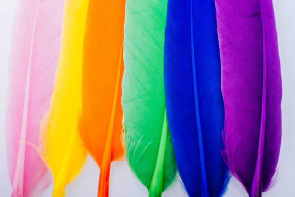 Studio shot photo of colored bird feathers as texture background - Foto, imagen