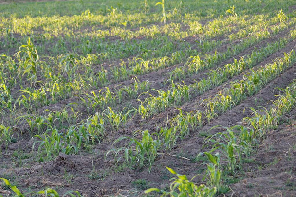 campi di produzione agricola nelle zone rurali durante la stagione irrigua - Foto, immagini