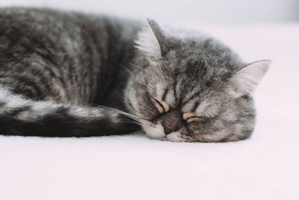 Scottish Straight. Adorable chat gris sur fond blanc. - Photo, image