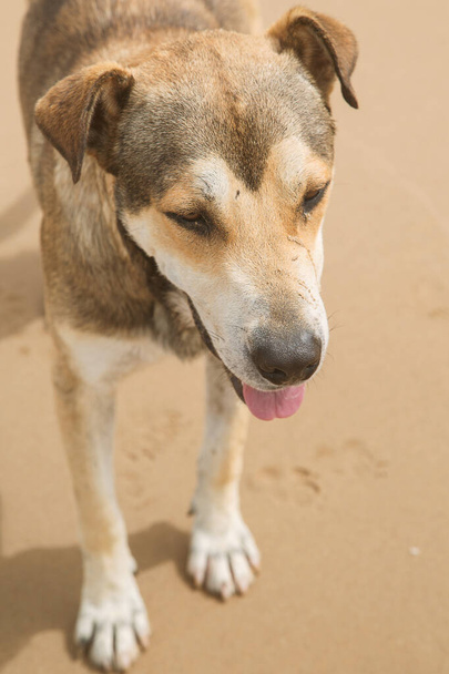 stray dog on the sand, top view - Photo, Image