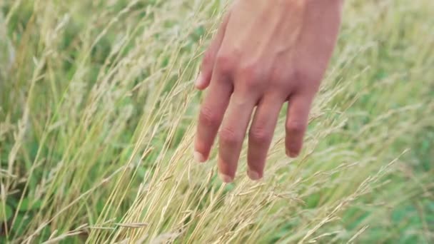 Ręcznie dotykając żółtej suszonej wysokiej trawy na dzikim polu - Materiał filmowy, wideo