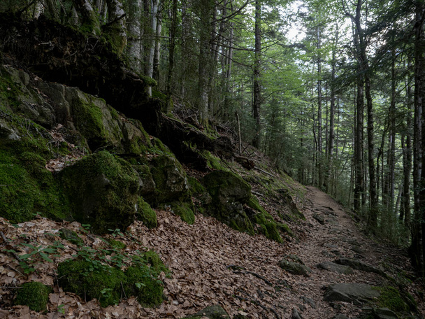 blad en stenen pad tussen de bomen van het bos - Foto, afbeelding