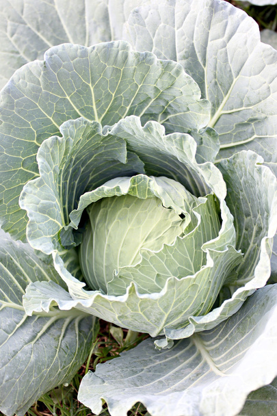 Cabbage in the vegetable garden. - Photo, Image