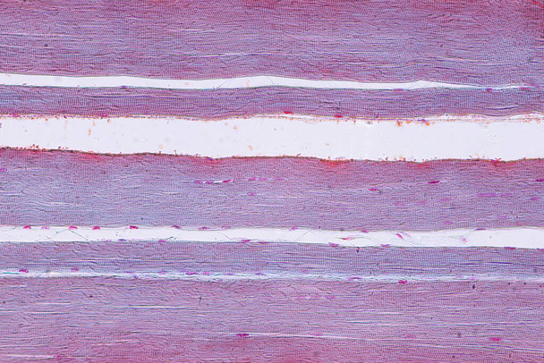 Human skeletal muscle under microscope view for education histology. Tissus humains - Photo, image