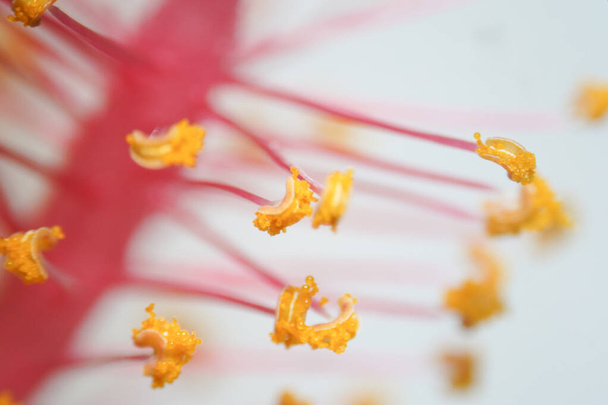 花粉は、植物のオスの生殖細胞を含む顕微鏡的な体です。.  - 写真・画像
