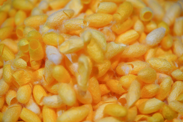 Golden cocoons.The yellow cocoons of the silkworm. - 写真・画像