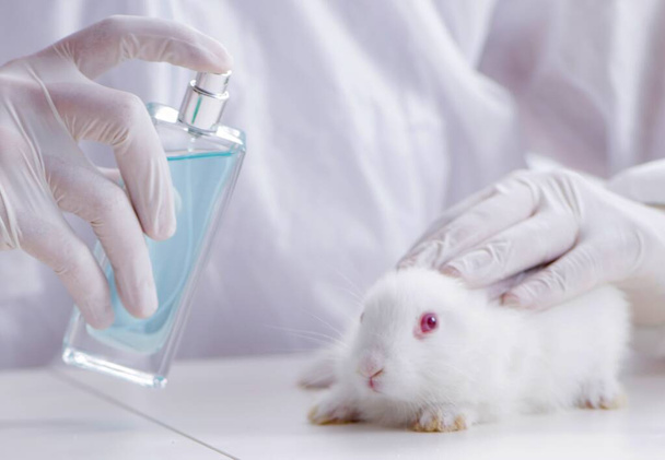 Conejo blanco en experimento de laboratorio científico - Foto, imagen