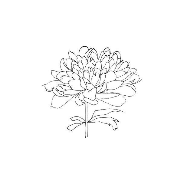 Simples e limpo mão desenhada floral. Desenho estilo ilustração botânica. Ótimo para convite, cartão de saudação, pacotes, envolvimento, etc
.  - Vetor, Imagem
