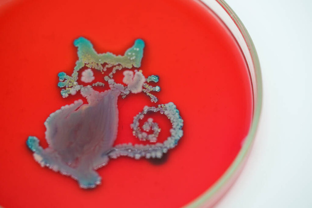 Sztuka z kolonii bakterii w kulturze płytki średniej, Mikrobiologia. - Zdjęcie, obraz