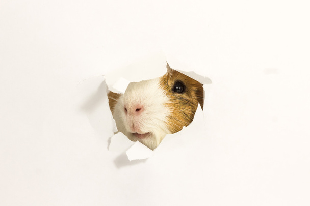 Guinea pig looks through the hole in the paper. - Φωτογραφία, εικόνα