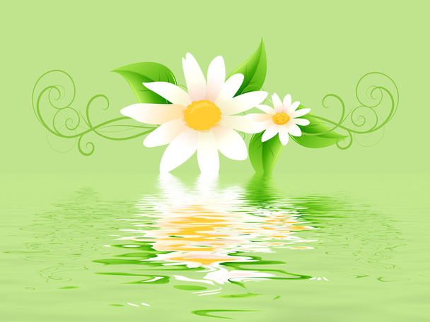 Daisy with green leaves - Zdjęcie, obraz