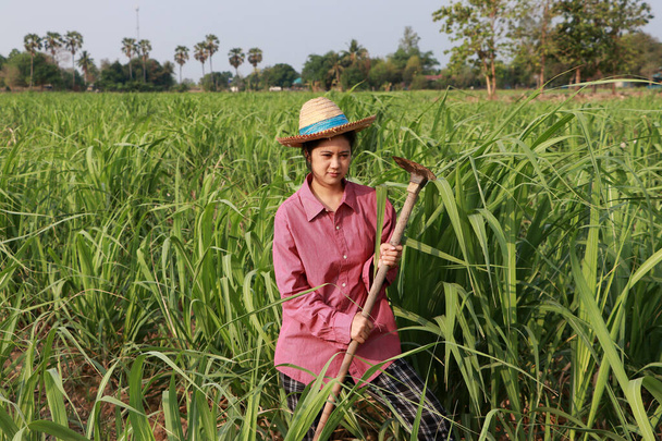 Mulher agricultora com enxada na mão trabalhando na fazenda de cana-de-açúcar e vestindo um chapéu de palha com camisa vermelha de mangas compridas.  - Foto, Imagem