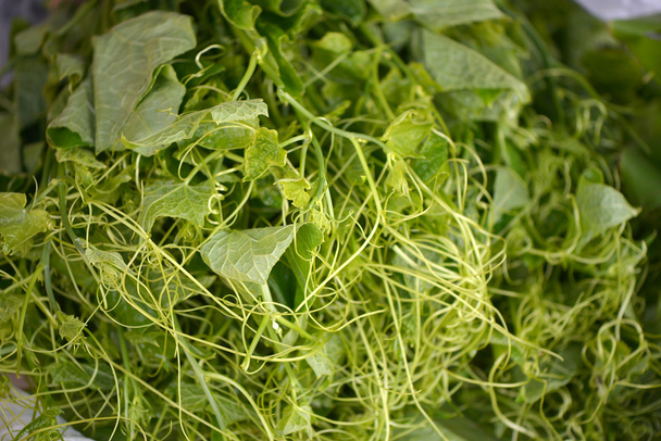 Chayote groene groente in thailand - Foto, afbeelding