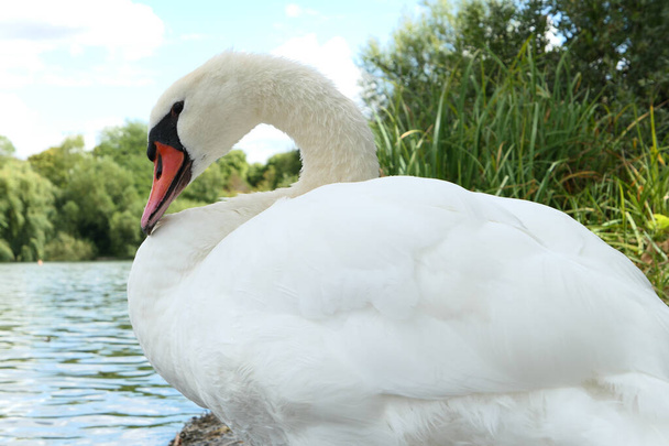 Close-up on a tuberculed swan. Waterbird on a lake in summer. Animal looking at the camera. - Photo, Image