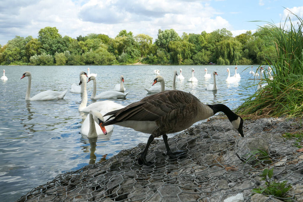 Grupo de cisnes tuberculados en un lago costero. Gansos de ganso en primer plano. Fondo borroso voluntariamente. - Foto, imagen