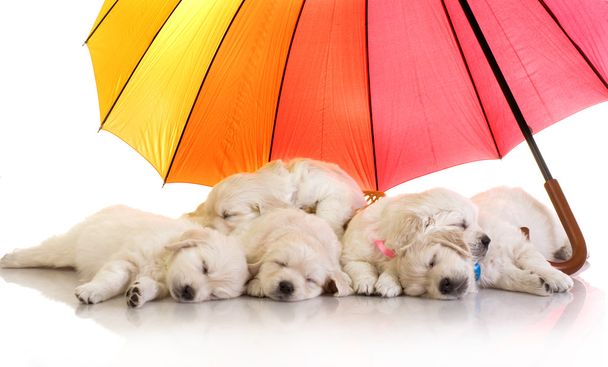Cachorros durmiendo bajo paraguas
 - Foto, imagen