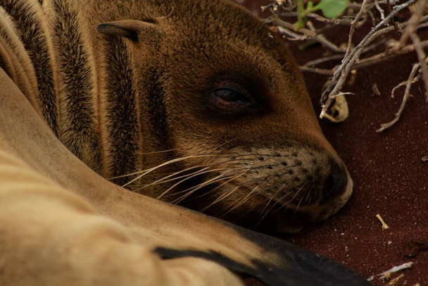 León marino en Isla Rábida en Galápagos - Foto, Imagen