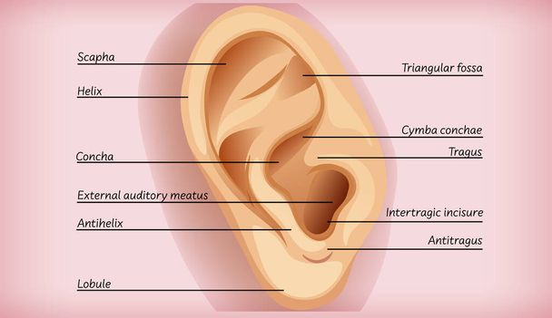 Anatomía de la ilustración del oído externo - Vector, Imagen