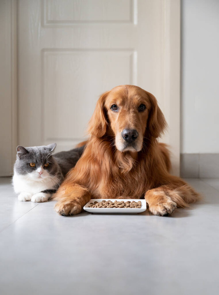 Golden retriever and british shorthair cat ready to eat food - Foto, afbeelding
