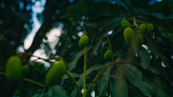 Beautiful natural mango growing on tree - Фото, изображение