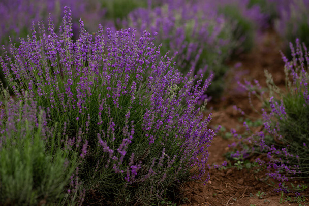 Graceful lavender bushes. The photo shows lavender bushes somewhere in the Republic of Crimea. - Fotografie, Obrázek