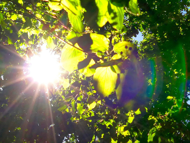 φύλλα οξιάς σε οπίσθιο φωτισμό - Φωτογραφία, εικόνα
