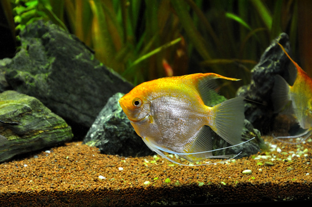 Angel fish in home aquarium - Photo, Image