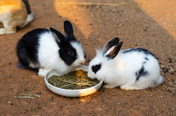 可愛いウサギ二匹が食べ物を食べる. - 写真・画像
