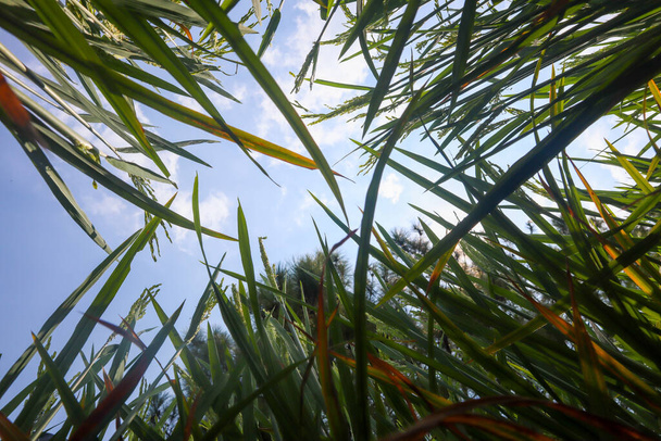 rice trees viewed from a low angle - Φωτογραφία, εικόνα