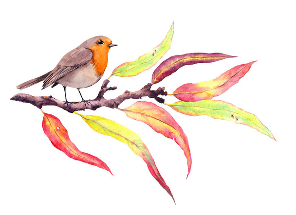 Cute robin bird at autumn branch, abstract leaves. Watercolor - Foto, imagen